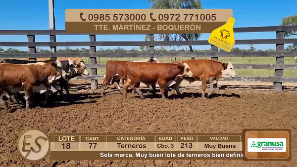 Lote Lote 18