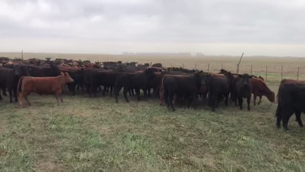 Lote 62 TERN. HEMBRAS, ARENAZA, BS. AS.