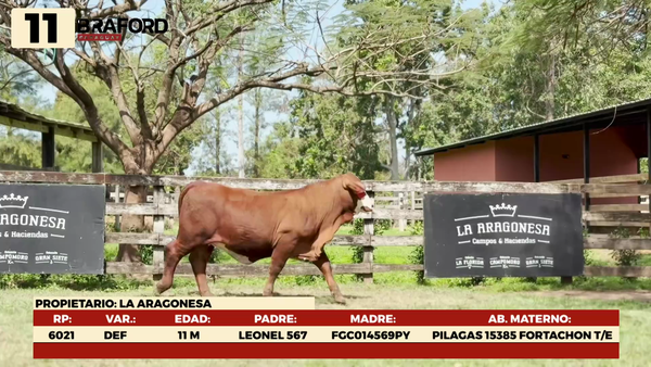 Lote LOTE 11 TERNERAS DE CORRAL