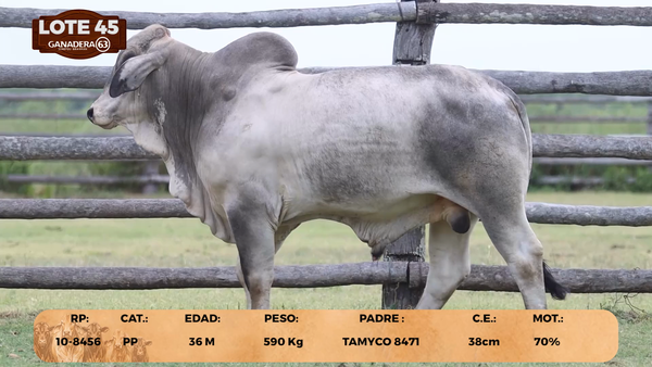 Lote LOTE 45