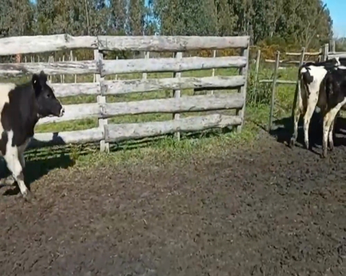 Lote (Vendido)4 Novillos Cruza 270kg -  en Rocho