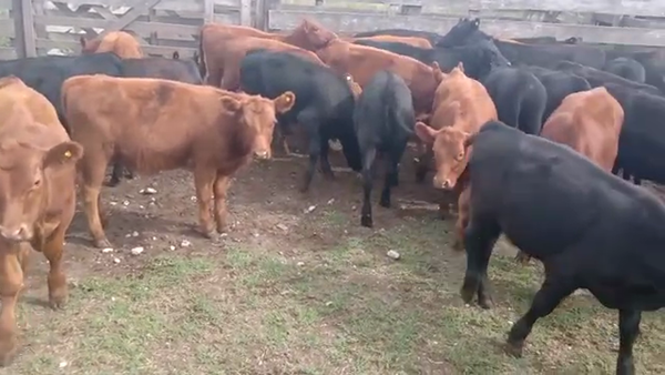 Lote 70 Terneros en Mayor Buratovich, Buenos Aires