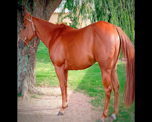 Lote LM WIMPY DUN IT