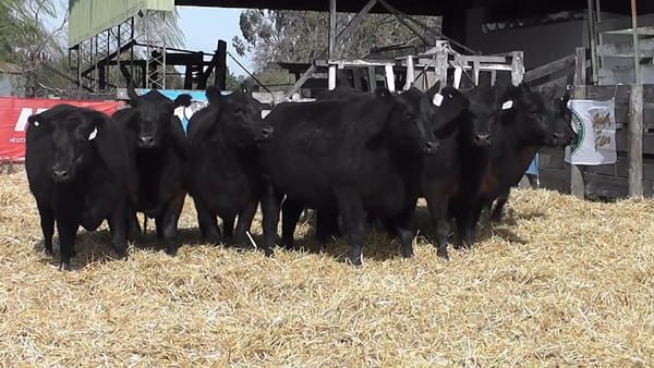 Lote VAQUILLONAS PURAS CONTROLADAS CON GARANTÍA DE PREÑEZ