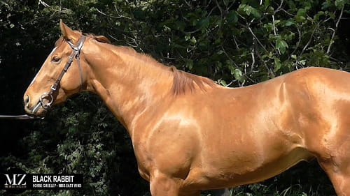 Lote BLACK RABBIT (HORSE GREELEY - MISS EAST WIND)