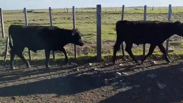 Lote Novillos 1-2 y 2-3