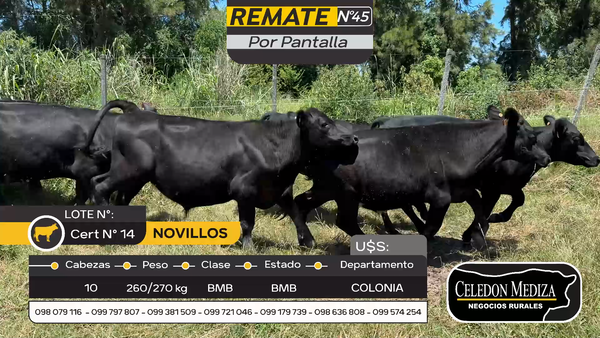 Lote 10 Novillos en Otra Localidad, Colonia