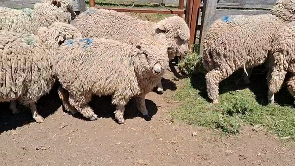 Lote 16 Corderas 40kg - , Flores