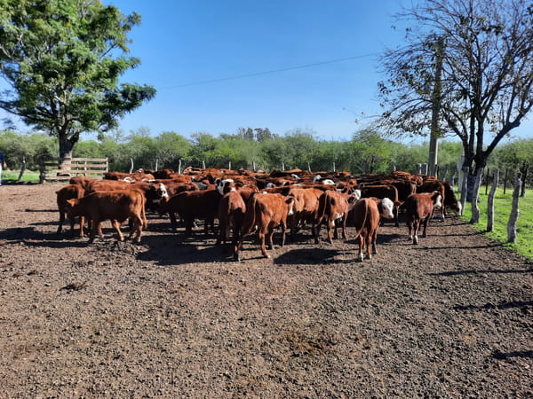 Lote SAENZ VALIENTE, BULLRICH Y Cia. S.A.