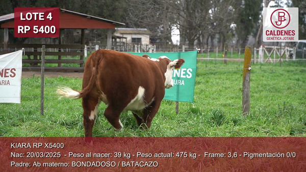 Lote Terneras PP