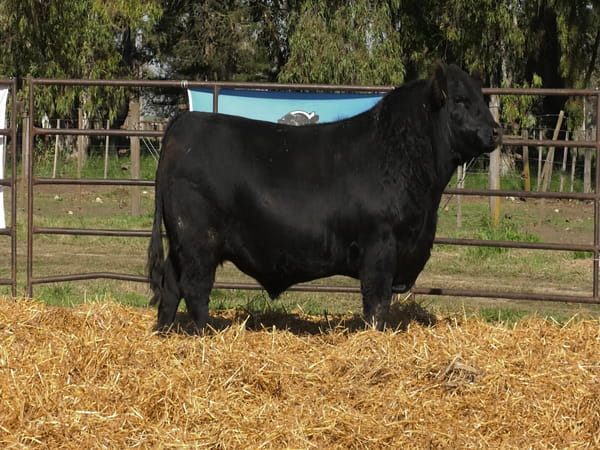 Lote TOROS ANGUS PP