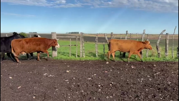 Lote VACAS PREÑADAS