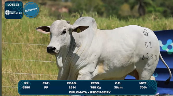 Lote LOTE 33