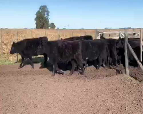Lote 50 Novillitos de 340Kg en Lezama, Buenos Aires