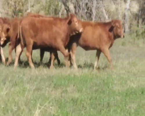 Lote 58 Terneras en Villaguay, Entre Ríos