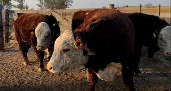 Lote CABAÑA GRAN ANCONA