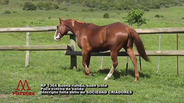 Lote MATRE REBEL ÑATO