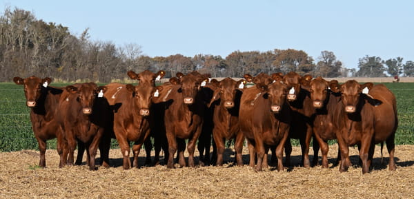 Lote VAQUILLONA ANGUS PC PRIMAVERA
