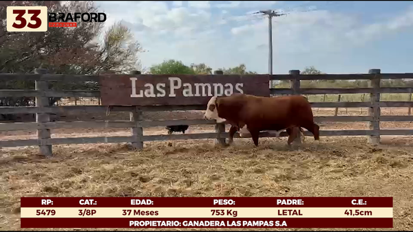 Lote LOTE 33 - TOROS DE CAMPO