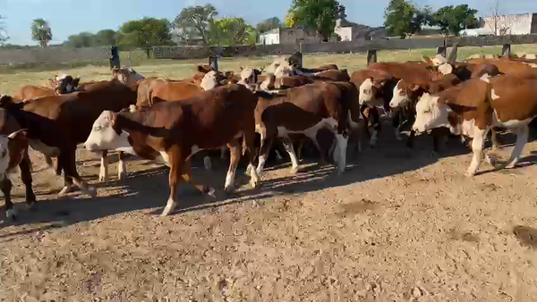 Lote 245 Terneros en Col. Elisa, Chaco