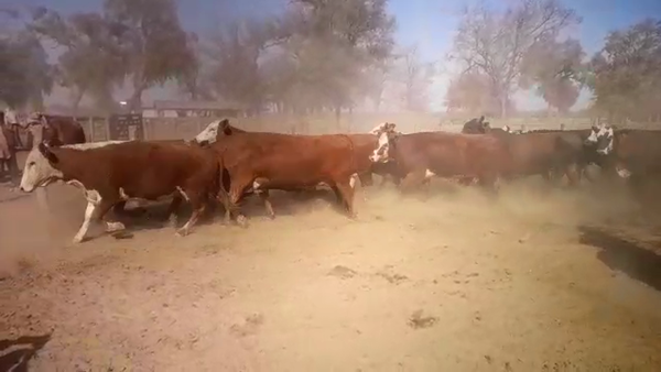 Lote 38 Vacas nuevas C/ gtia de preñez en J.J. Castelli, Chaco