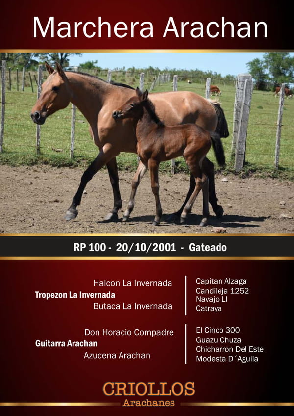 Lote Marchera Arachán - RP 100