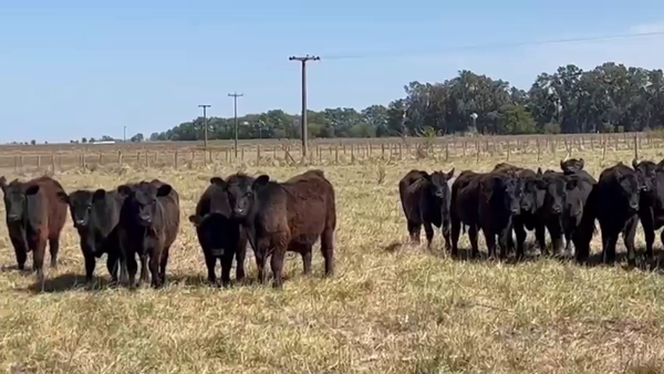 Lote 74 Terneros en Navarro, Buenos Aires