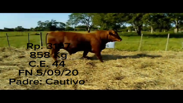 Lote TORO