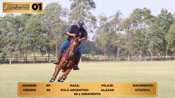Lote LOTE 1