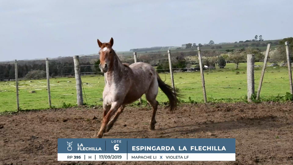 Lote ESPINGARDA LA FLECHILLA