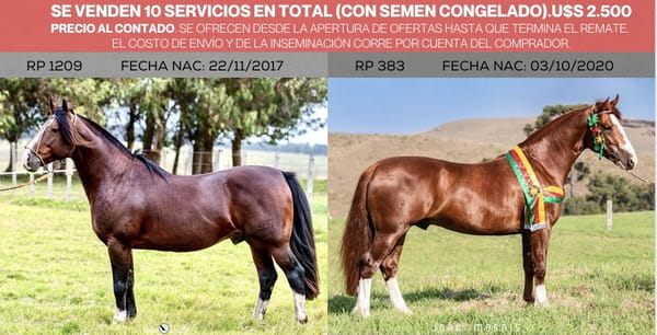 Lote 10 SERVICIOS DEL BASCO ENCUENTRO Y AMIGO DO TAMBORE