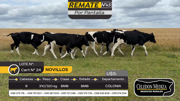 Lote 8 Novillos Holando en Artilleros, Colonia