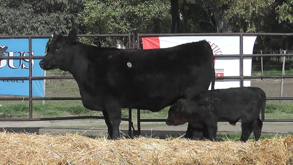 Lote VAQUILLONAS ANGUS  PP