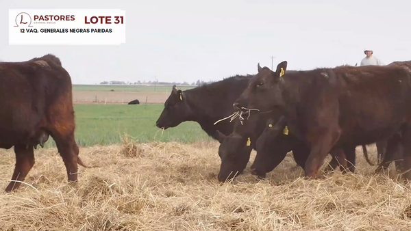 Lote "Pastores" VAQ. GENERALES PARIDAS (2 AÑOS)