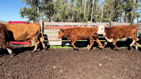 Lote VAQUILLONAS ENTORADAS