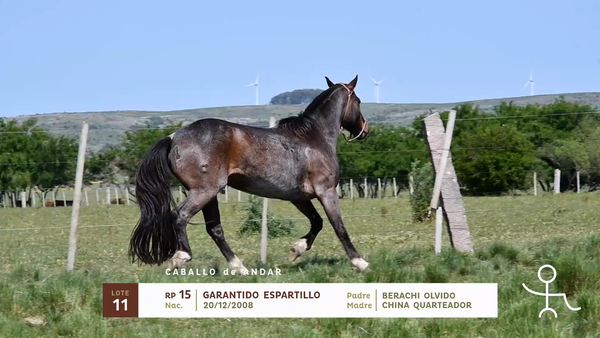 Lote GARANTIDO ESPARTILLO