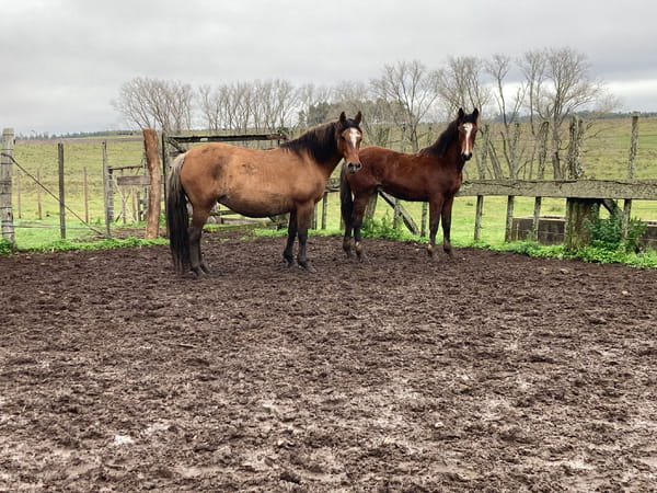 Lote Yegua en Ruta 81 km 95,500, camino vecinal sauce solo, a 4 km de Montes, 8 km de Mígues , 40 Km de Minas.