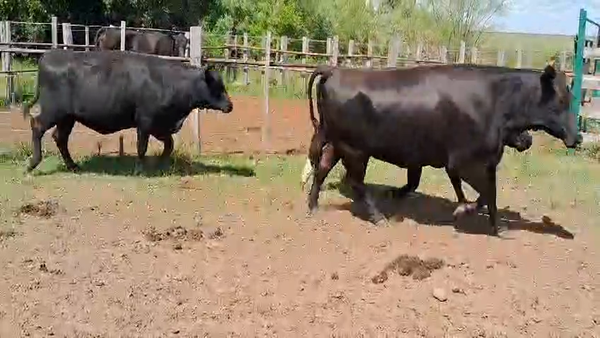 Lote VACAS PREÑADAS