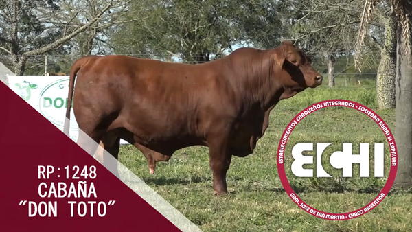 Lote TORO BRANGUS CABAÑA DON TOTO