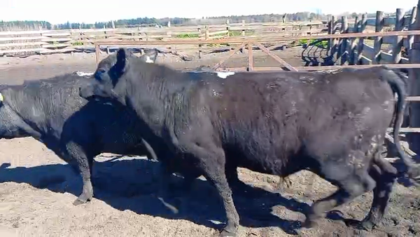 Lote 20 Novillo Gordo en Cabrero, VIII Región Biobío