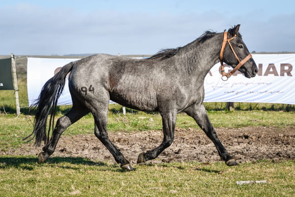 Lote MANZANILLA LA FLECHILLA