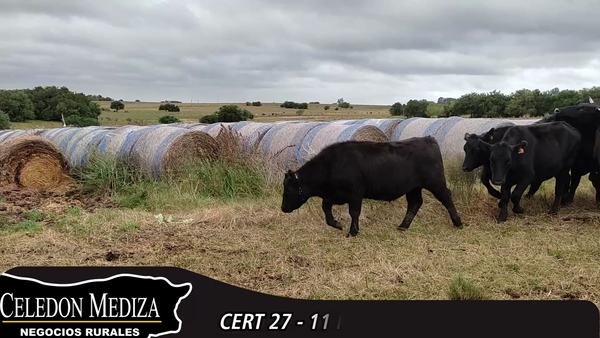 Lote 11 Novillos 1 a 2 años en Colonia