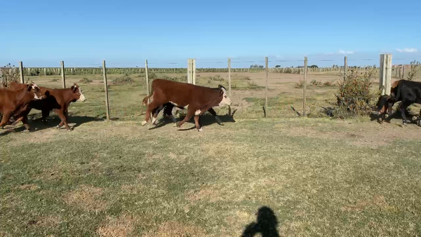 Lote 135 Terneras en Treinta y Tres