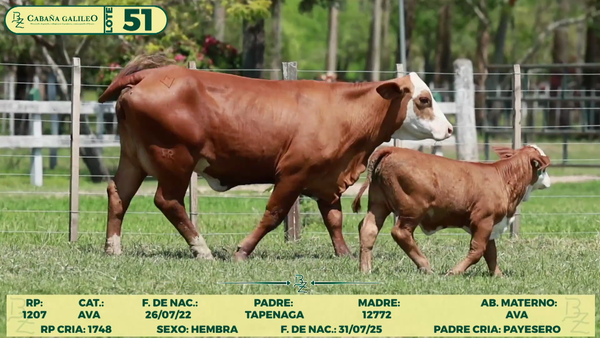 Lote LOTE 51