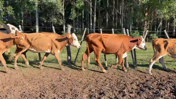 Lote 50 Vacas de invernar