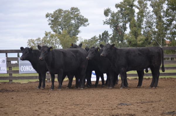 Lote ESTANCIA LA CONCHERA: 10 vaquillas negras MAS p/servicio