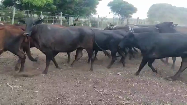 Lote 54 Vacas de invernar en Quimilí, Santiago del Estero