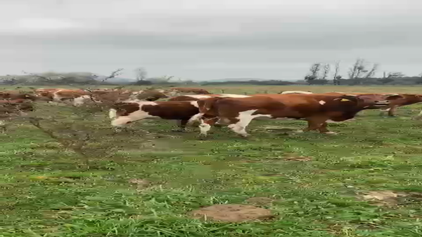 Lote 20 Ternera en Yerbas Buenas, VII  Región Maule