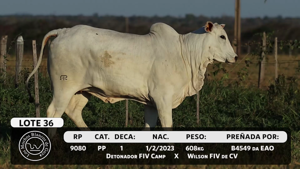Lote LOTE 36