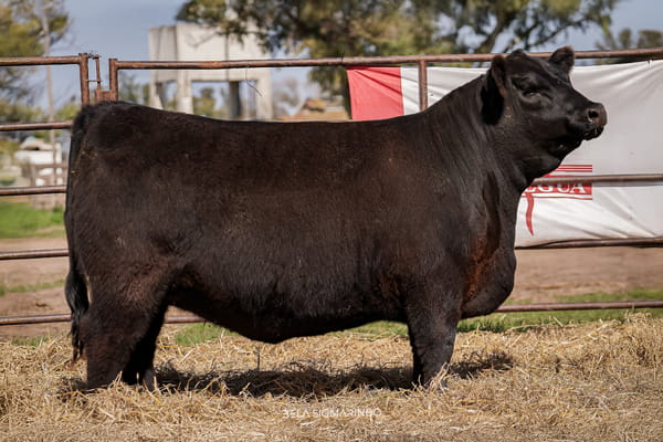 2858 — TERNERAS ANGUS ELITE